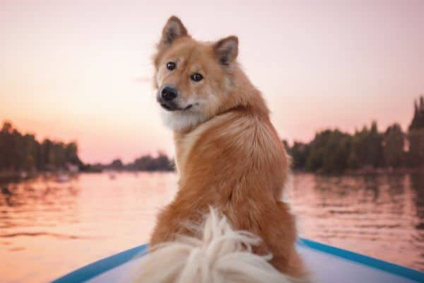 Dog on a boat